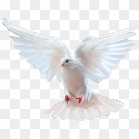 Burung Dara Putih, HD Png Download - paloma blanca png
