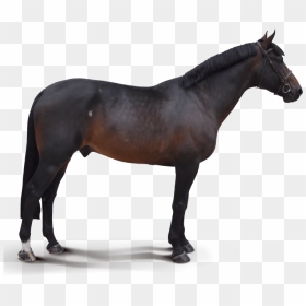 Destello - Shetland Pony, HD Png Download - destello png