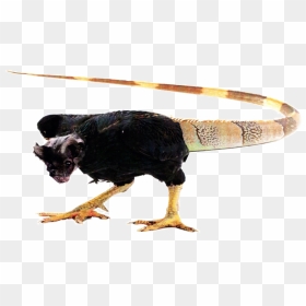 Chicken, HD Png Download - claws png