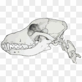 Carnivores Have Sharp Jagged Teeth Which Are Designed - Transparent Canine Skull, HD Png Download - sharp teeth png