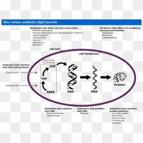 Septra Mechanism Of Action, HD Png Download - e3 png