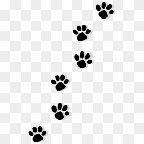 Cat Puppy Dachshund Paw Printing - Paws And Claws Png, Transparent Png - claws png