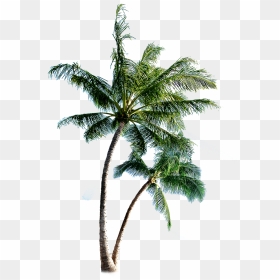 Coqueiros-png Palm Tree Transparent Tumblr - Palm Tree Transparent, Png Download - palmeras png