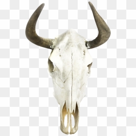 Boho Cow Skull Wall Decor Moose - Wall Decor Transparent Boho, HD Png Download - cow skull png