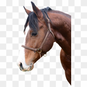 Bridle, HD Png Download - wow guy png