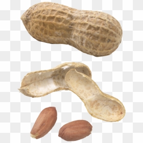 Peanut Png - Monkey Nut, Transparent Png - peanuts png