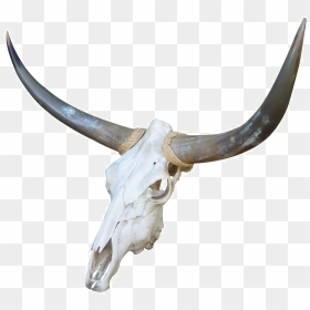 Red, White, And Blue Cattle Bone Goat - Cow Skull Png, Transparent Png - cow skull png