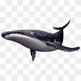 Blue Whale Transparent Background, HD Png Download - blue whale png
