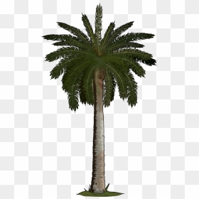 Phoenix Canariensis Png - Palm Trees At Home, Transparent Png - palmeras png