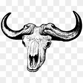 African Buffalo Skull Drawing, HD Png Download - cow skull png