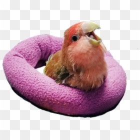 Parrot, HD Png Download - meme.png