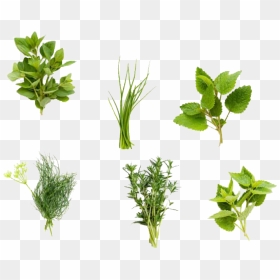 Thumb Image - Herb Png, Transparent Png - herbs png