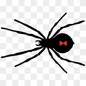 Clipart Of Spider, Spider To And Spider In - Black Widow Spider Png, Transparent Png - spiders png