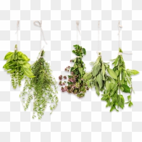 The World Of Herbs - Herbs Png, Transparent Png - herbs png