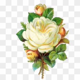 White Rose Png Images Pictures - Vintage White Flowers Png, Transparent Png - yellow rose png