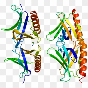 Protein Homer2 Pdb 1i7a - Homer2 Protein, HD Png Download - homer png