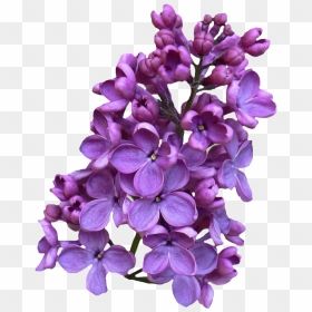 Lilac Png, Transparent Png - lilac png