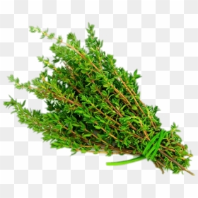 Thyme - Thyme Meaning In Hindi, HD Png Download - herbs png