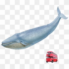 Blue Whale Red London Bus - Blue Whale London Bus, HD Png Download - blue whale png