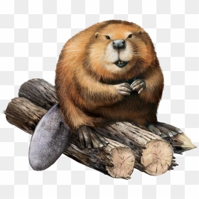 Beaver Png, Transparent Png - beaver png