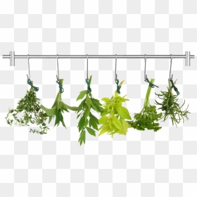 Herb Png Pic - Transparent Background Herbs Clipart, Png Download - herbs png