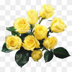 Yellow Roses Background Png - Transparent Background Yellow Roses Clip Art, Png Download - yellow rose png