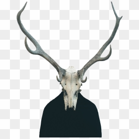 Animal Skull Human Body, HD Png Download - cow skull png
