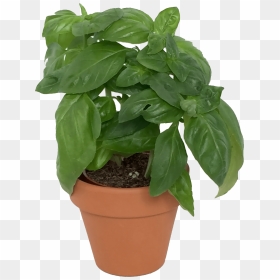 Basil Plant Png - Basil Plant Pot Png, Transparent Png - herbs png