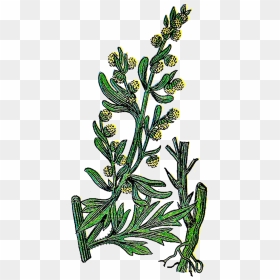 Herb 20clipart - Wormwood Png, Transparent Png - herbs png