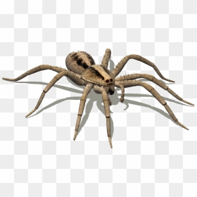 Wolf Spider Png , Png Download - Wolf Spider Png, Transparent Png - spiders png