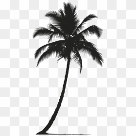 Realistic Palm Tree Silhouette, HD Png Download - palmeras png