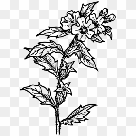 Herbs Drawing Png - Herbs Black And White, Transparent Png - herbs png