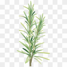 Free Clip Art Rosemary, HD Png Download - herbs png