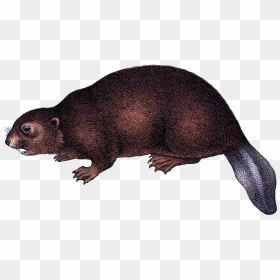 Beaver Png Background Image - Beaver, Transparent Png - beaver png