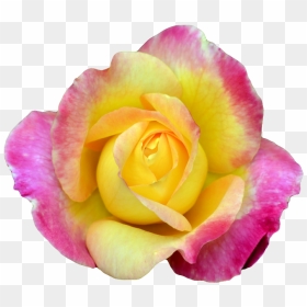 Pink And Yellow Rose Png , Png Download - Portable Network Graphics, Transparent Png - yellow rose png