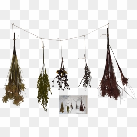Dried Herbs 3d Model Free , Png Download - Dried Herbs Png, Transparent Png - herbs png