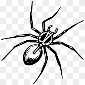 Tangleweb Spider,araneus,arthropod - Clip Art Spinne, HD Png Download - spiders png