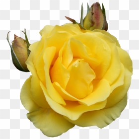 Transparent Yellow Rose Gif, HD Png Download - yellow rose png