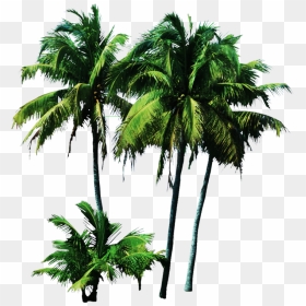 Palmeras Zps07428da3 - Palm Trees Psd, HD Png Download - palmeras png