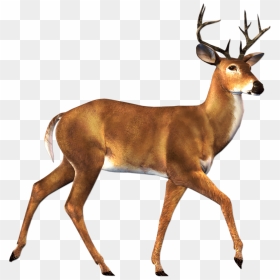 Deer Clipart Png, Transparent Png - buck png