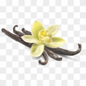 Vanilla Flower Closeup Clip Arts - Vanilla Flower, HD Png Download - vanilla png