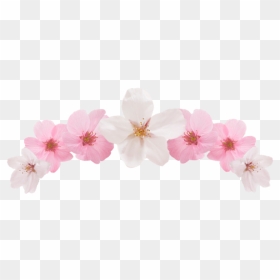 Editing, Cute Pngs, Bnw And Edit Materials - Impatiens, Transparent Png - editing pngs