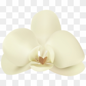 Vanilla Flower Png Clip Art Image , Png Download, Transparent Png - vanilla png
