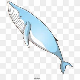 Transparent Animals Fin Bottlenose Dolphin Blue Whale - Whale, HD Png Download - blue whale png