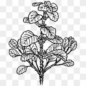 Medicinal Plants Herb Botany White Horehound - Tulsi Plant Clipart Black And White, HD Png Download - herbs png