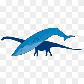 Blue Whale With Outline Of Titanosaur In Background - Whale, HD Png Download - blue whale png