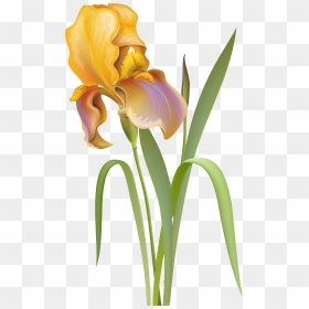 Iris Flower Png Clip Art - Iris Flower Png, Transparent Png - iris png
