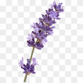 Ieuan Honey Lavender, HD Png Download - lilac png