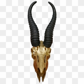 Real Springbok Skull Gold Spray Painted Metal Bracket - Antelope Horns Transparent, HD Png Download - cow skull png