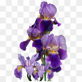 Iris, Flower, Nature, Isolate - Transparent Iris Flower Png, Png Download - iris png